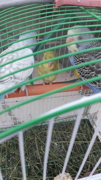 budgie for sale 3