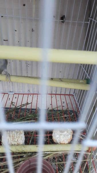 budgie for sale 4
