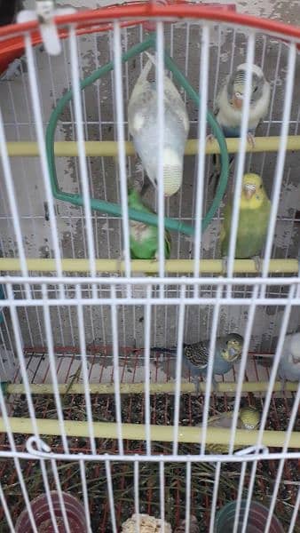 budgie for sale 6