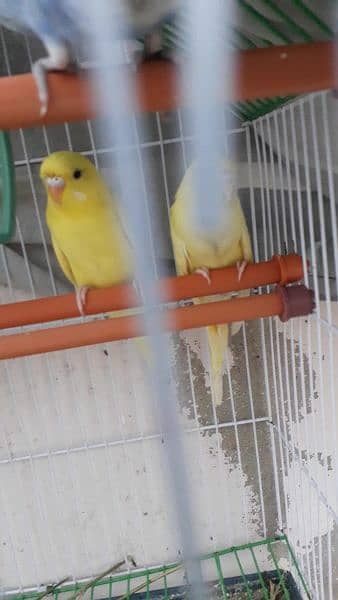 budgie for sale 8
