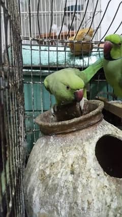 ringneck parrot female