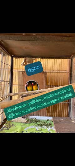 birds for sale and cages