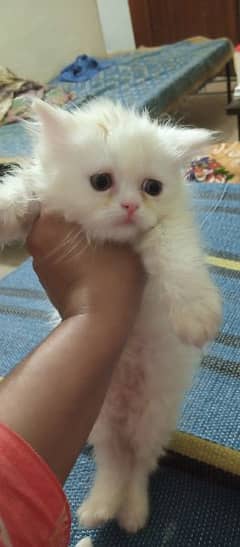 50 day's old Persian kitten for sale