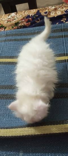 50 day's old Persian kitten for sale