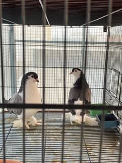 German Sherazi Lahore Pigeons for Sale