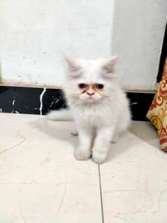 Persian male kitten tripple coat white color