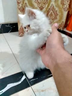Persian male kitten tripple coat white color