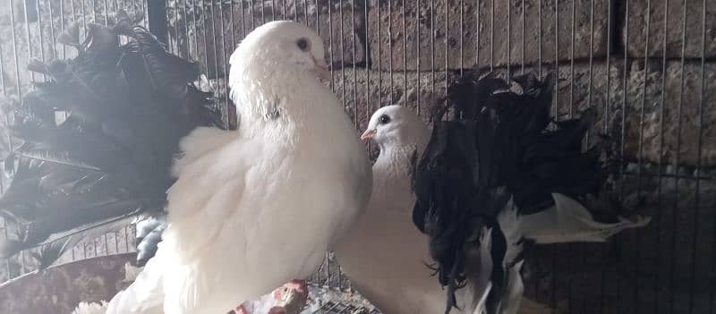 Danish, German Beauty, Fantail, Pigeons breader pairs for sale 8