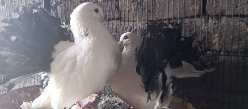 Danish, German Beauty, Fantail, Pigeons breader pairs for sale 9
