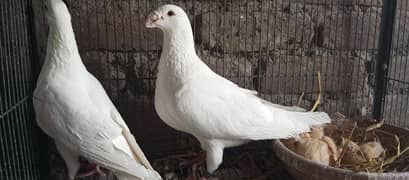 German Beauti Pigeons breader pairs for sale