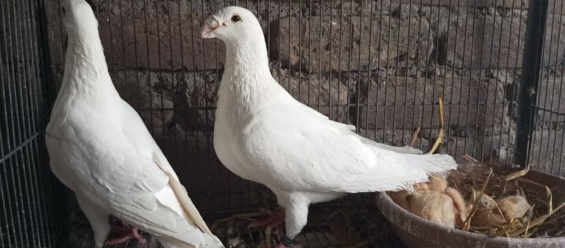 Danish, German Beauty, Fantail, Pigeons breader pairs for sale 11
