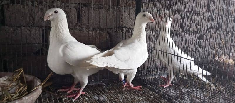 Danish, German Beauty, Fantail, Pigeons breader pairs for sale 12