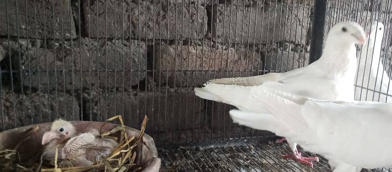 Danish, German Beauty, Fantail, Pigeons breader pairs for sale 13