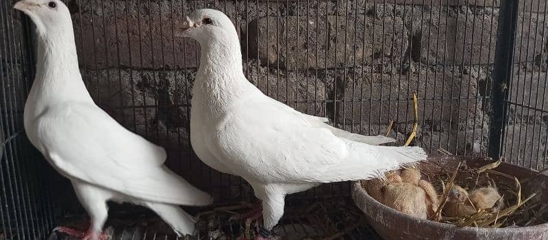 Danish, German Beauty, Fantail, Pigeons breader pairs for sale 14
