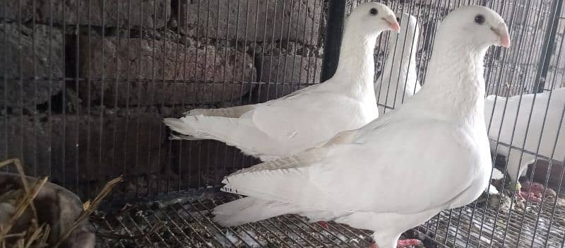 Danish, German Beauty, Fantail, Pigeons breader pairs for sale 15