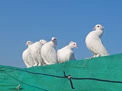 laka kabotar | English fantail pigeon 0