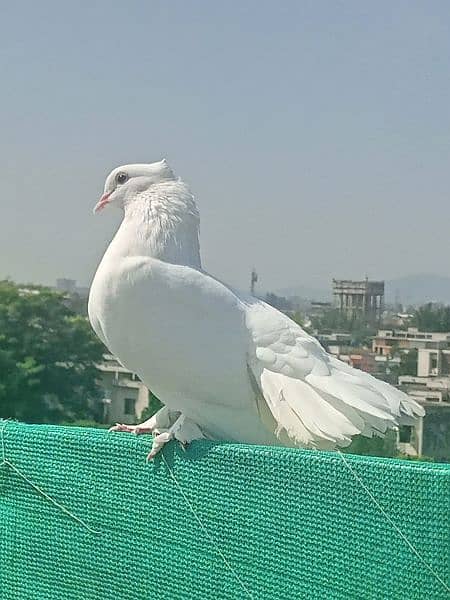 laka kabotar | English fantail pigeon 1