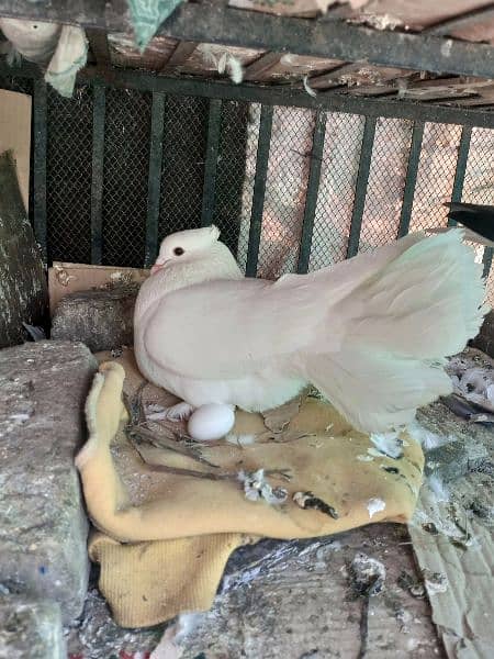 laka kabotar | English fantail pigeon 3