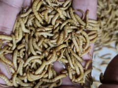 Live Mealworms Imported Bread.