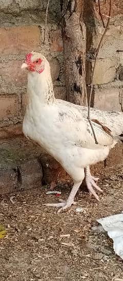 Aseel , rabbits,tatri, Fancy Hens eggs deatee han 03145291942