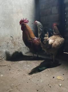Desi murgha and murghi with one surfex breed hen full breeding pair