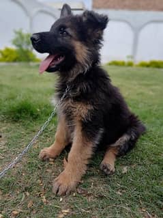 German shepherd feemale puppy