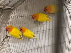 The love birds and coctails parrots
