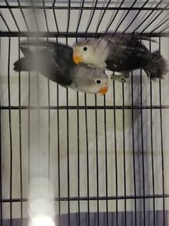 Top quality love birds in reasonable price 0
