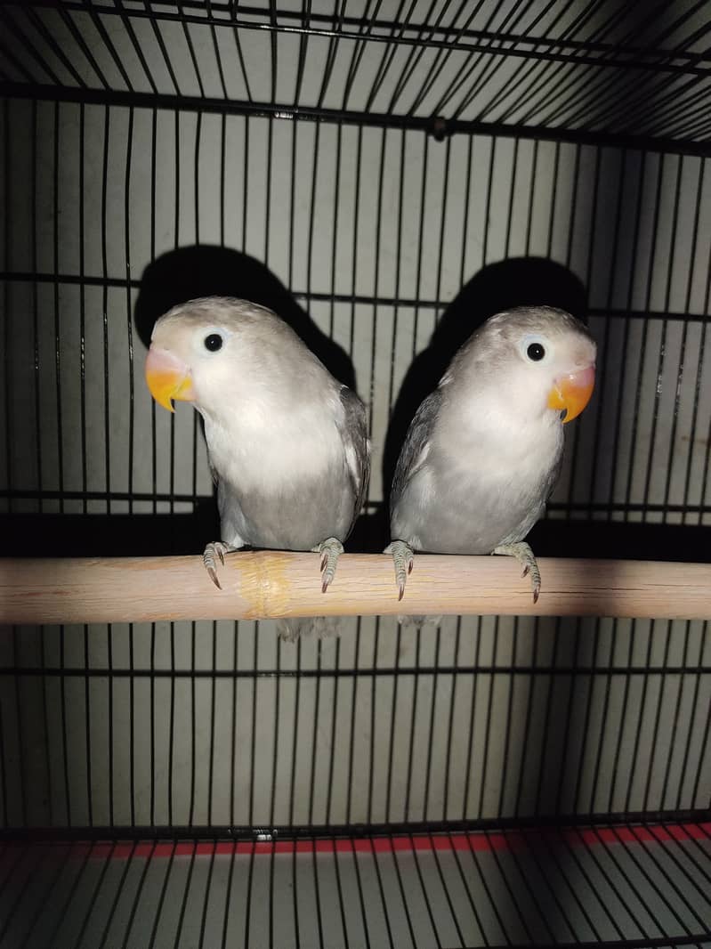 Top quality love birds in reasonable price 1