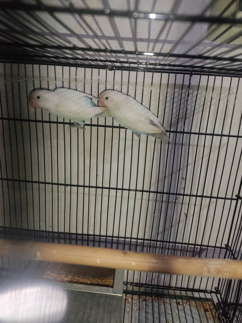 Top quality love birds in reasonable price 3