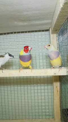 gouldian (blue yellow common) 0