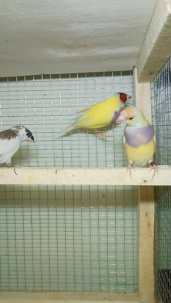 gouldian (blue yellow common) 2