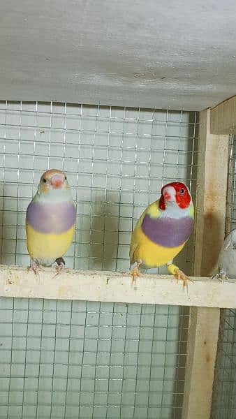 gouldian (blue yellow common) 3