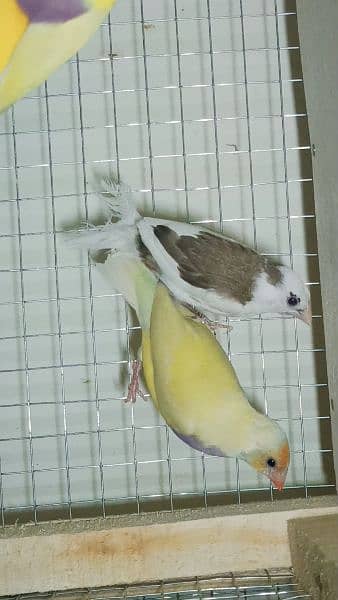 gouldian (blue yellow common) 5