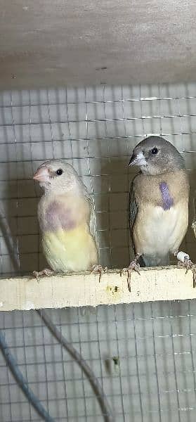 gouldian (blue yellow common) 7