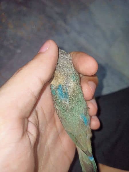 gouldian (blue yellow common) 13