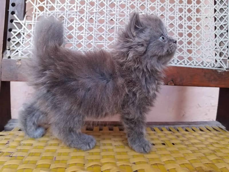 Persian kittens 5
