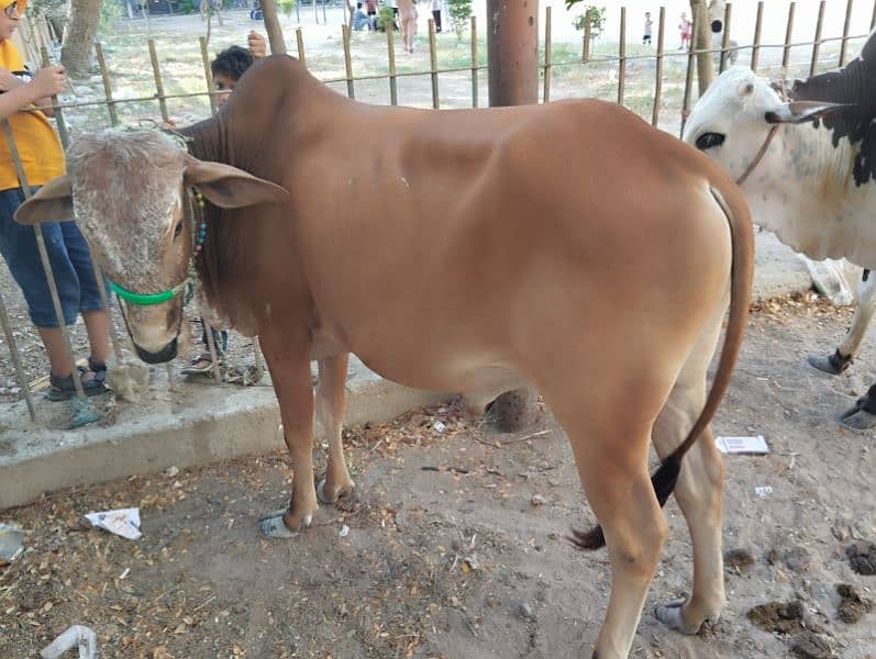 cow for sale 2