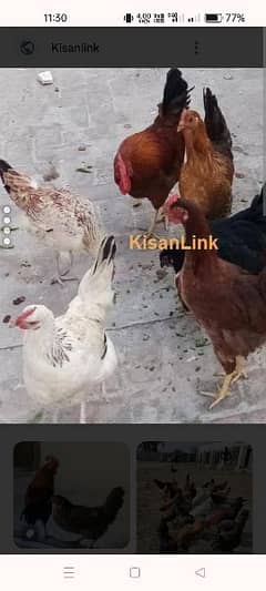 desi 3-4 months hens for sale male & female