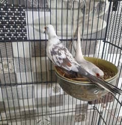 dove pide  for sale healthy and fully active