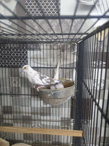 dove pide  for sale healthy and fully active 1