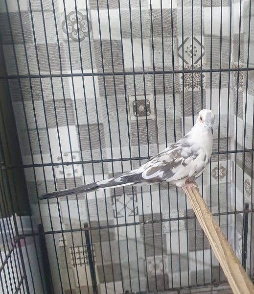 dove pide  for sale healthy and fully active 2