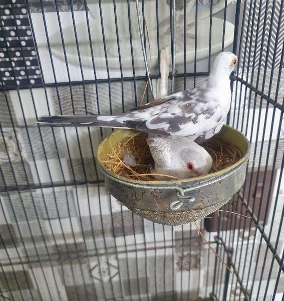 dove pide  for sale healthy and fully active 4