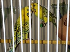 Exhibition Budgie Pair (breeder pair+huge sized cage)