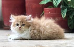 Persian triple coated kittens 0