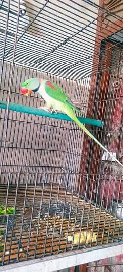 raw parrot age 3 year for sale with cage cargo bhe