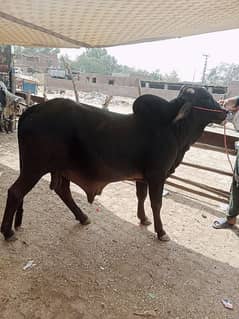 Wacha cow for qurbani