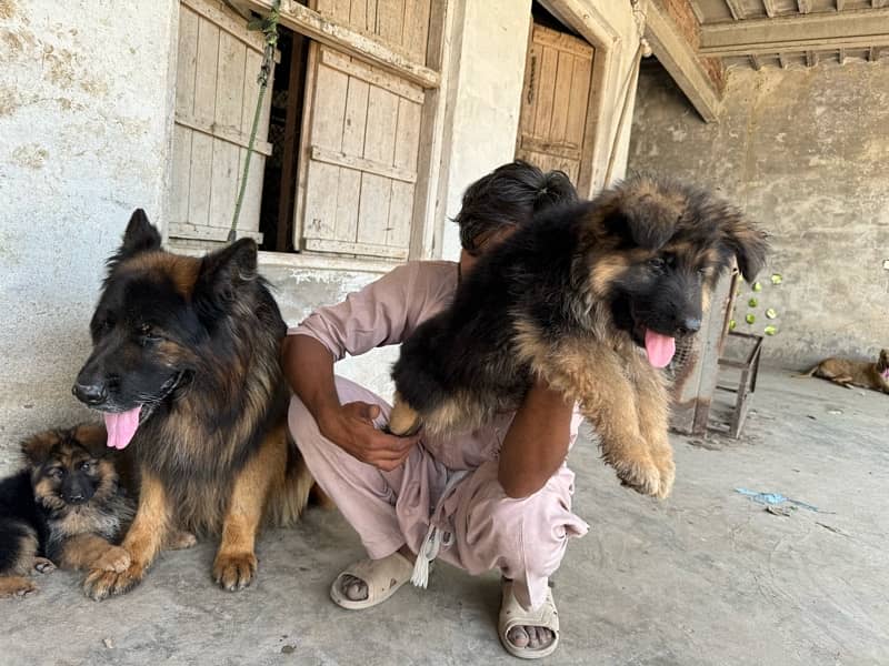 Big size Exterm Long haired  Pupies  from imported  parants 4