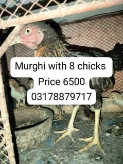 3Aseel hen 1 kurak 1 Aseel Murghi with 8 chick 1 shamo miyanwali cross
