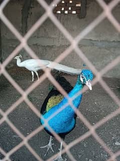 2 pair of peacocks for sale